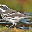 Black-throated Gray Warbler
